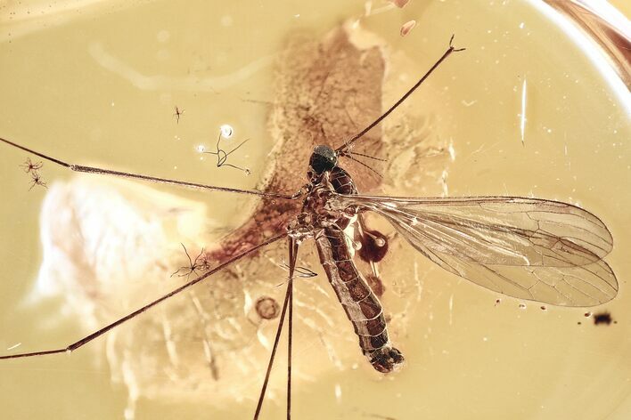 Detailed Fossil Crane Fly (Elephantomyia) In Baltic Amber - Rare! #321719